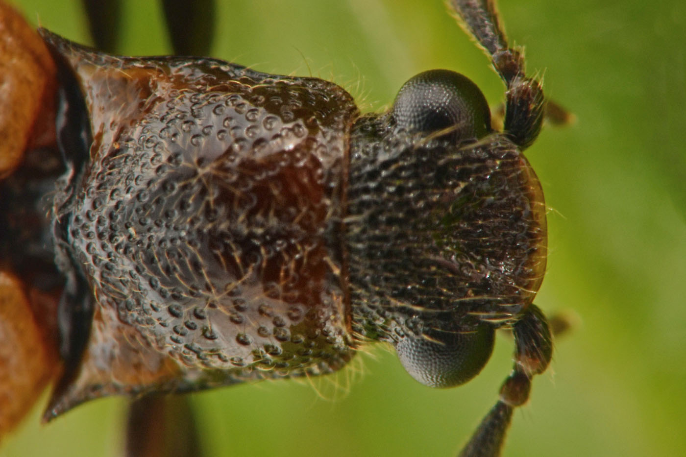 Elateridae: Denticollis sp.?  No, Campylomorphus homalisinus